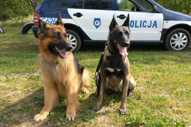 Emerytura dla psich kombatantów i ratowników